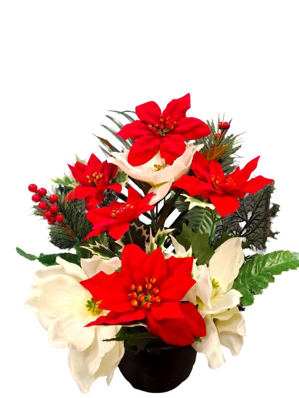 Photo of Poinsettia With Magnolia Grave Pot Pack 6