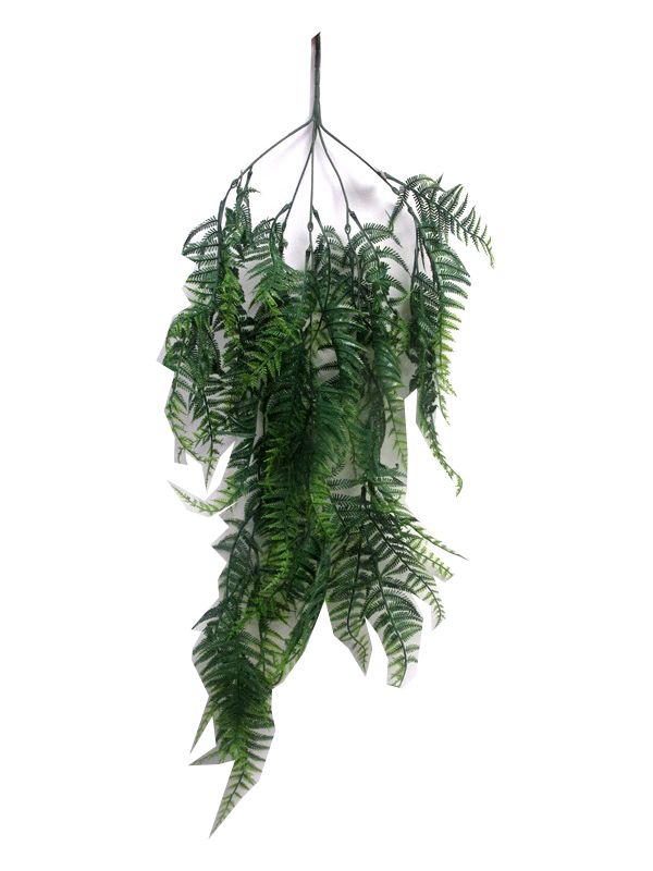 Photo of Mountain Side Trailing Lace Fern   Pk48