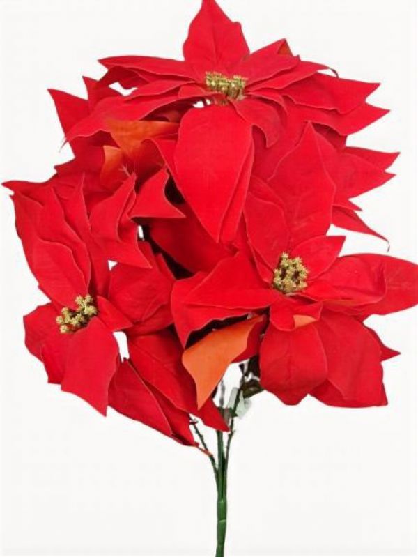Photo of Large 5 Head Ponsettia Red Velvet Pk24