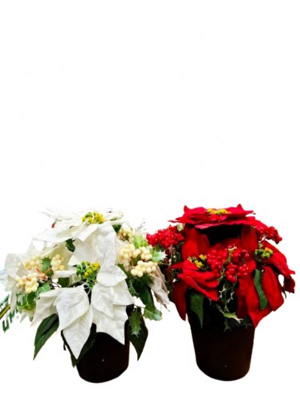 Photo of Poinsetta 9 Stem Plant Pot Pk12