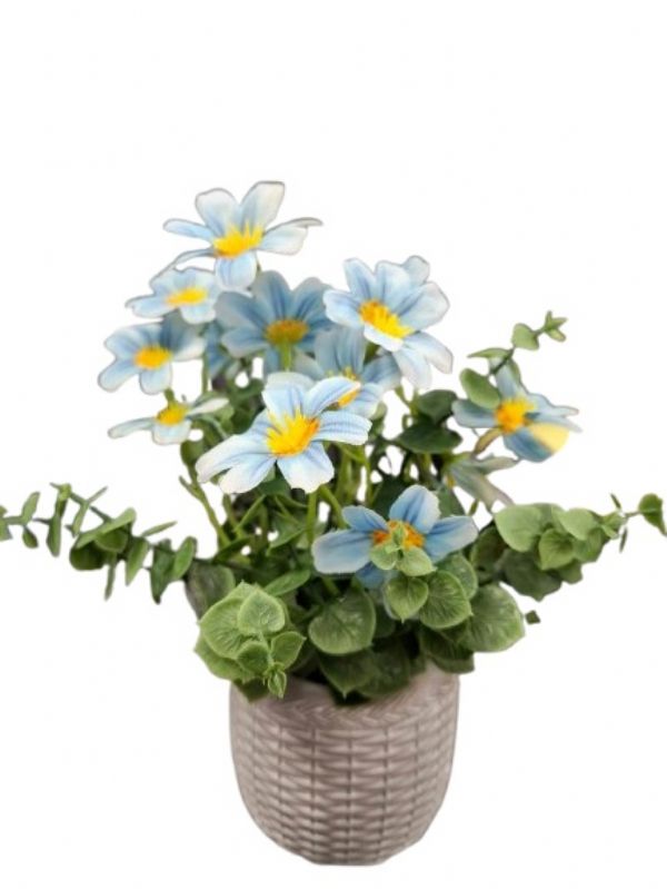 Photo of Ceramic  Bluebell Daisy In Pot  Pk6